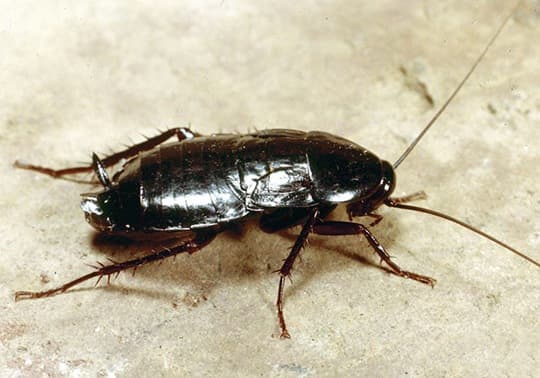 Blatta orientalis