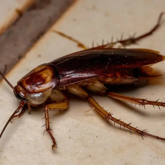 Periplaneta americana