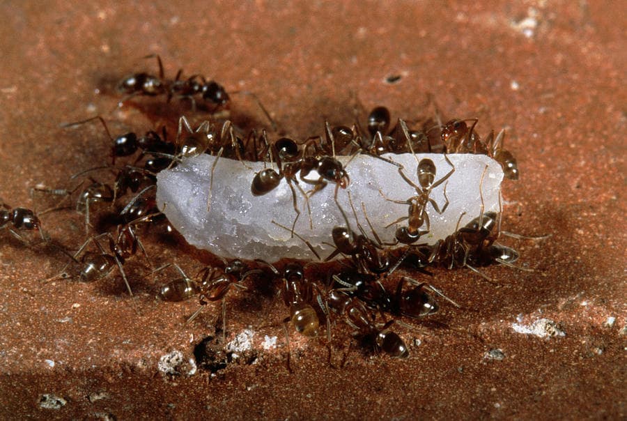 Iridomyrmex humilis