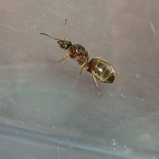 Lasius