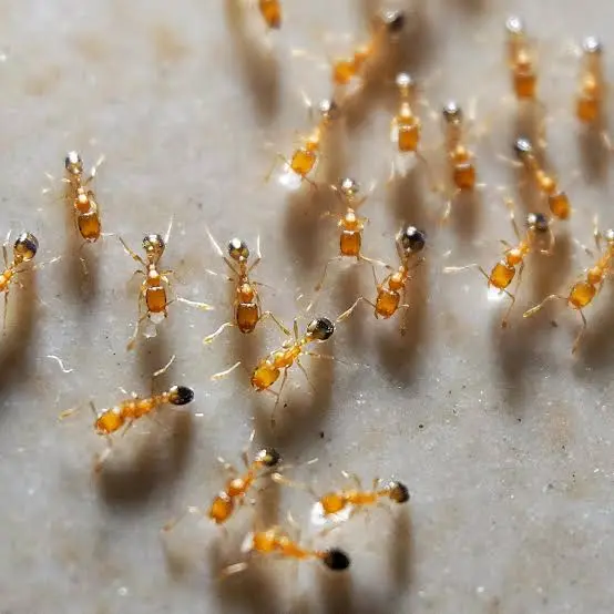 Monomorium pharaonis