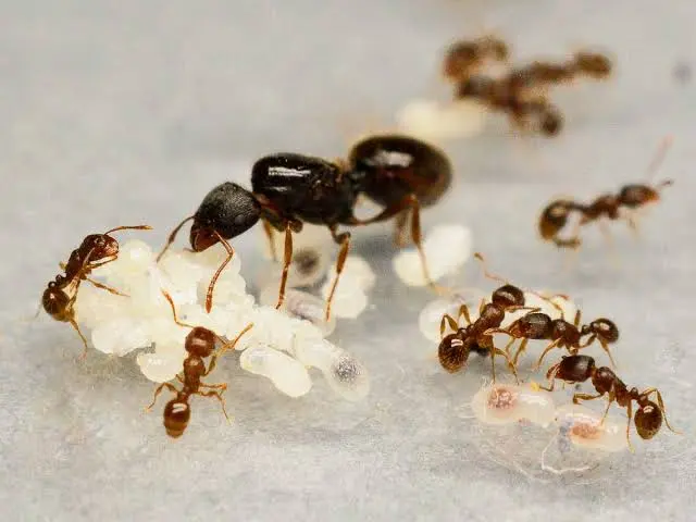Tetramorium caespitum